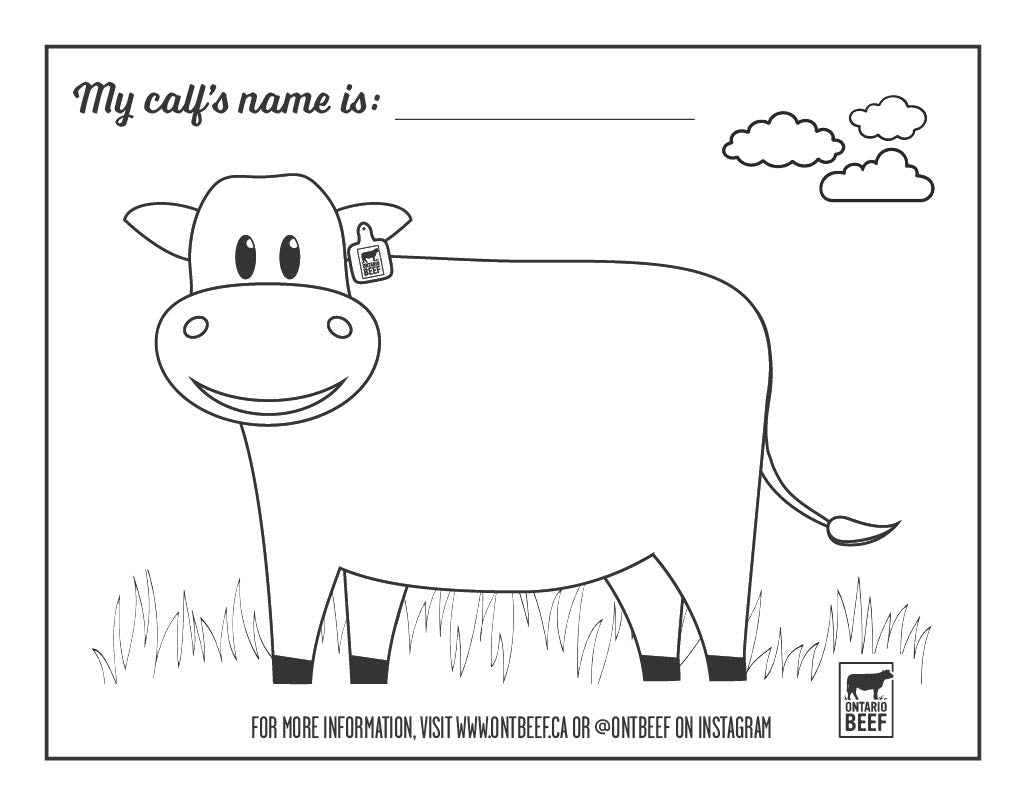 Beef Cow Colouring Page