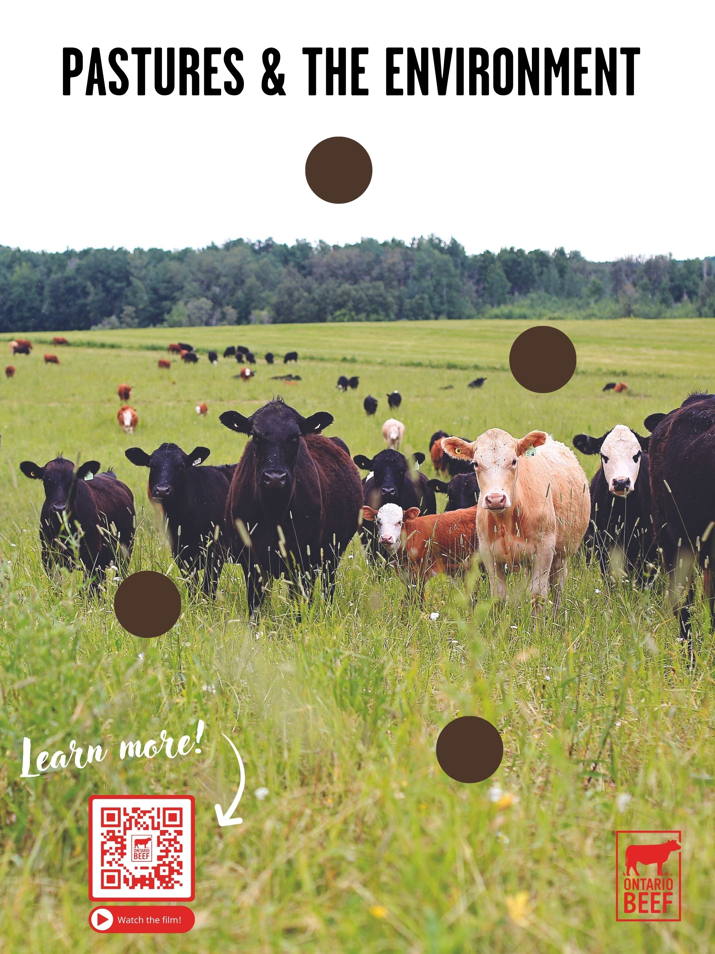 Beef Farms and the Environment - Display Board
