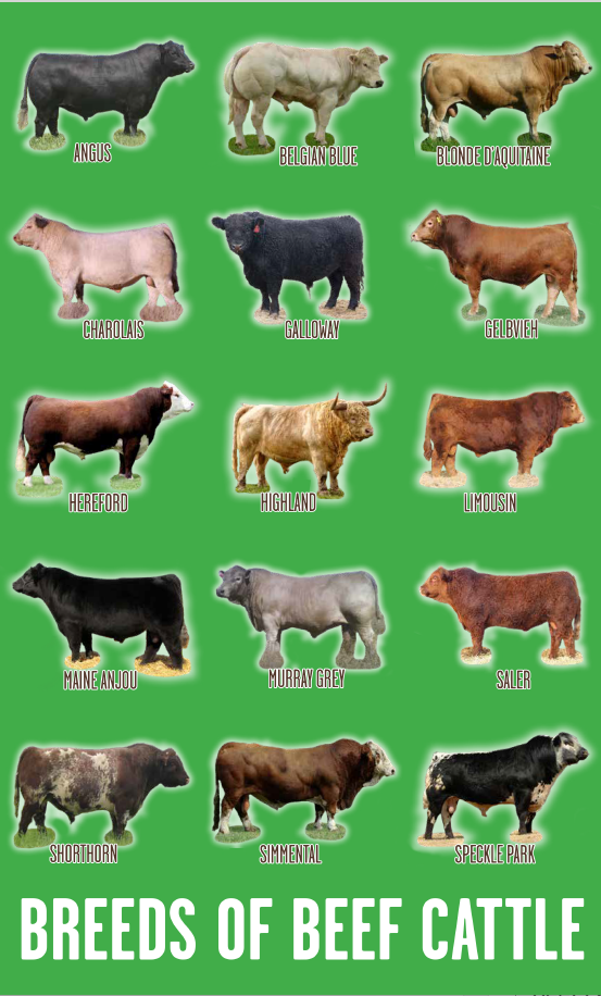 Breeds of Beef Cattle Mini Poster
