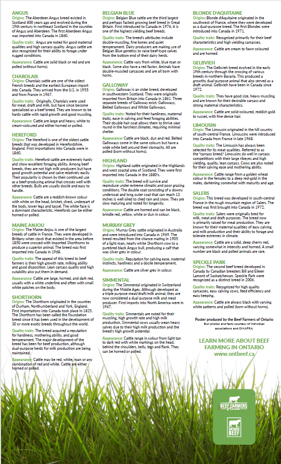 Breeds of Beef Cattle Mini Poster