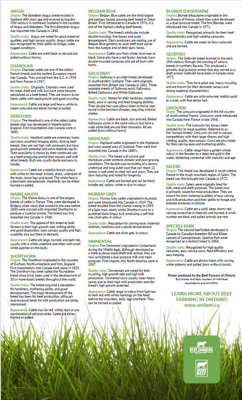 Breeds of Beef Cattle Mini Poster