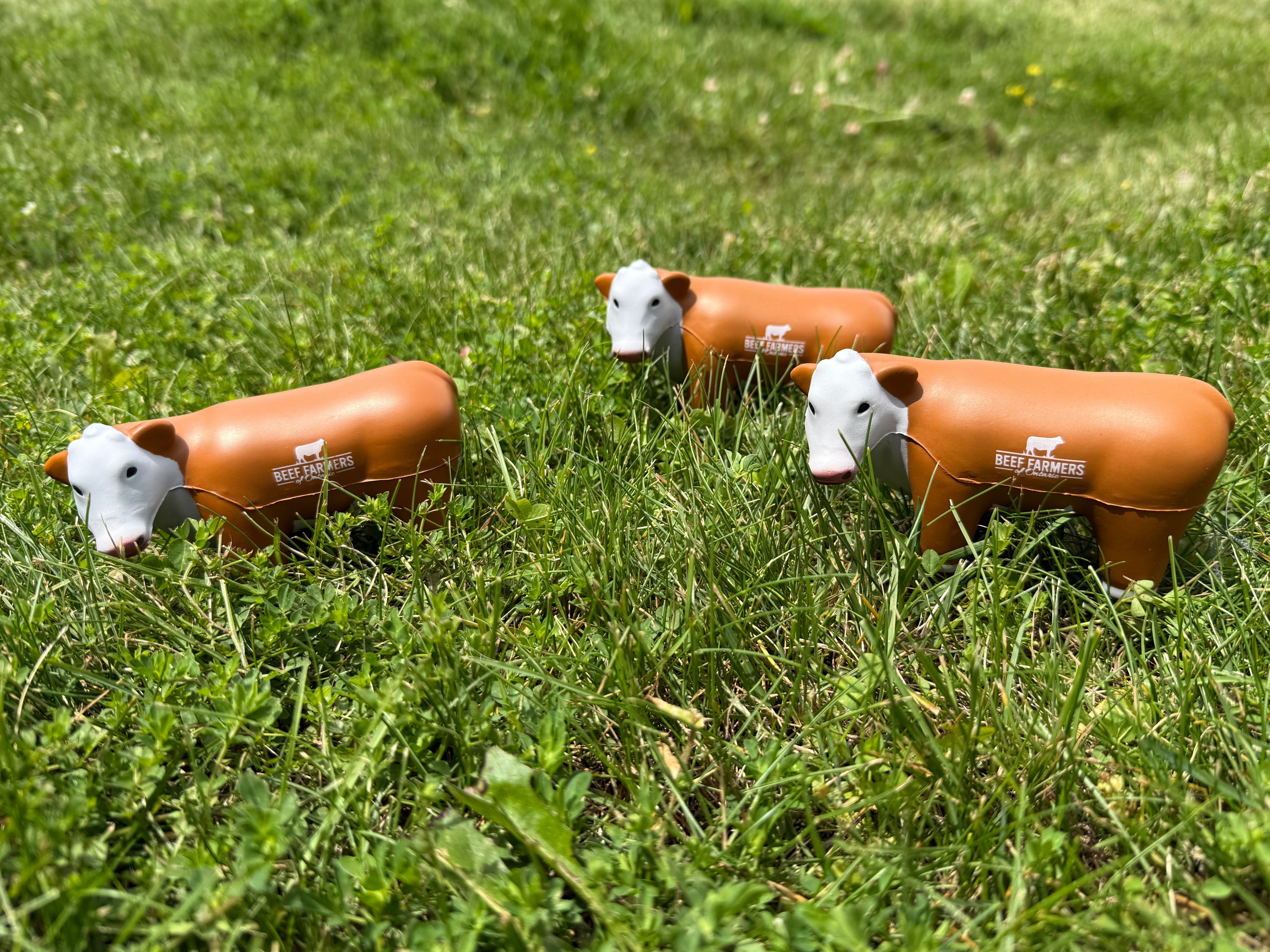 Hereford Stress Steers
